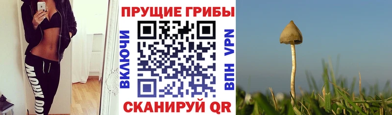 купить наркотик  Новосиль  Галлюциногенные грибы Psilocybine cubensis 